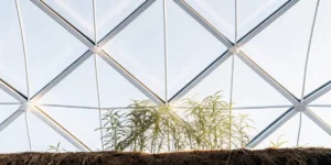 Young cannabis plants growing under a geodesic dome greenhouse structure with natural sunlight.