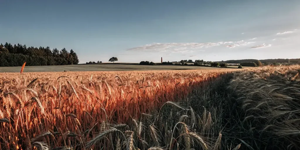 golden wheat field under soft natural light near the forest edge