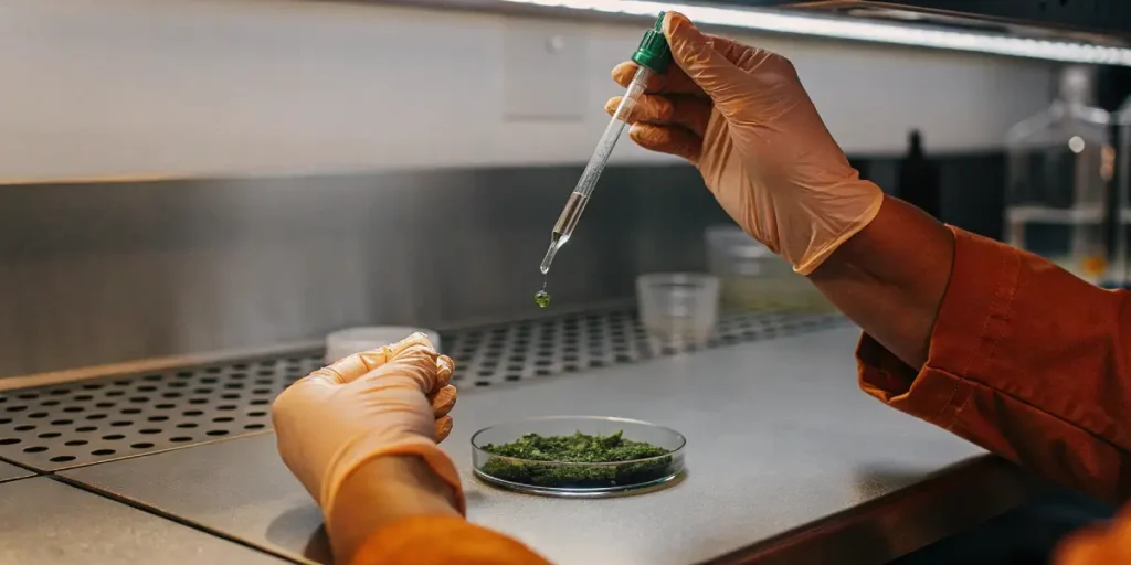 A scientist applies a green liquid drop onto cannabis material in a petri dish during lab analysis.