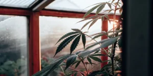 Cannabis plant in a greenhouse with sunlight streaming through the windows