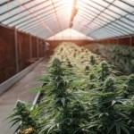 Rows of cannabis plants flowering inside a commercial greenhouse at sunset.