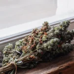 Freshly harvested cannabis buds drying on a rustic windowsill.