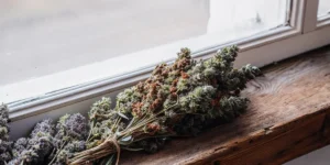Freshly harvested cannabis buds drying on a rustic windowsill.