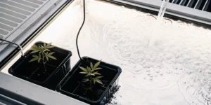 Overhead view of a hydroponic cannabis growing system with seedlings and water reservoir.