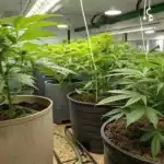 Indoor cannabis cultivation showing healthy marijuana plants growing in large pots under LED lighting.
