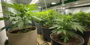 Indoor cannabis cultivation showing healthy marijuana plants growing in large pots under LED lighting.