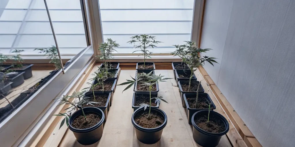 Overhead view of a modern indoor cannabis grow room with small potted plants.