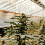 Flowering cannabis plant thriving under glasshouse lights in an indoor grow room