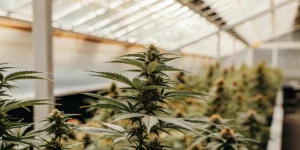 Flowering cannabis plant thriving under glasshouse lights in an indoor grow room
