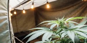 Close-up of a healthy cannabis plant under warm indoor string lighting