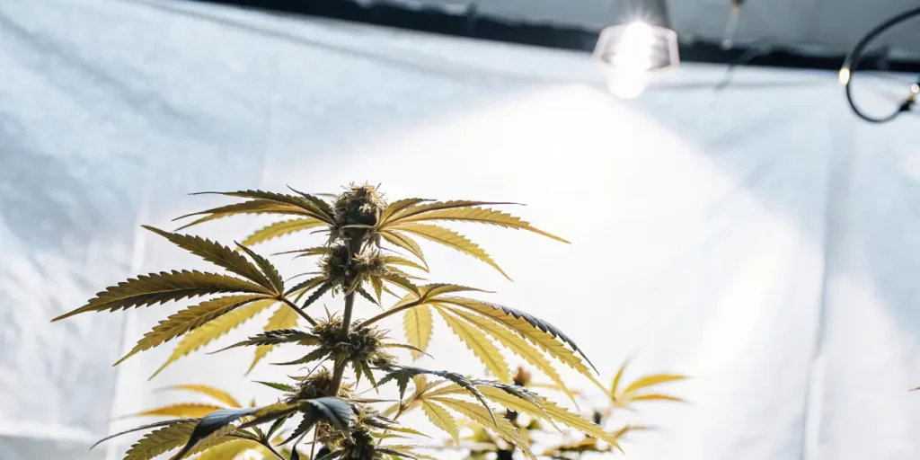 indoor cannabis plant growing under high-intensity artificial light in a controlled grow room