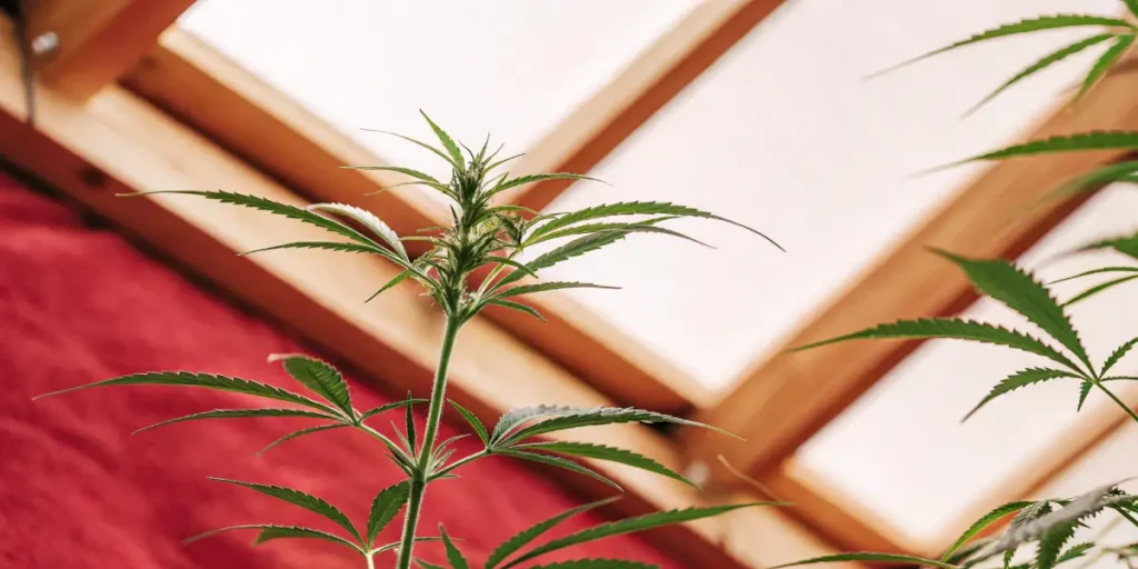 Cannabis plant cultivated indoors under a skylight, with a red wall background enhancing leaf contrast.