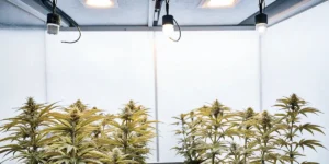 indoor grow tent with flowering cannabis plants under LED lights