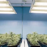 Indoor hydroponic cannabis plants growing under white grow lights in a blue-walled room.