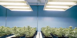 Indoor hydroponic cannabis plants growing under white grow lights in a blue-walled room.