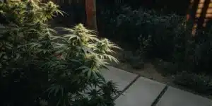 High-angle view of a lush indica cannabis plant growing outdoors with dense foliage.