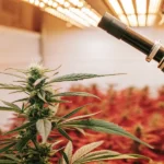 Cannabis plant under LED lights being analyzed by a laboratory microscope.