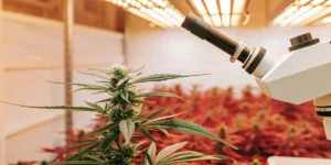 Cannabis plant under LED lights being analyzed by a laboratory microscope.