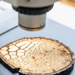 Microscope view of a cross-section of a cannabis stem showing internal vascular structure.