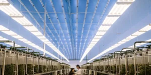 modern cannabis lab with LED lights and scientists analyzing plants