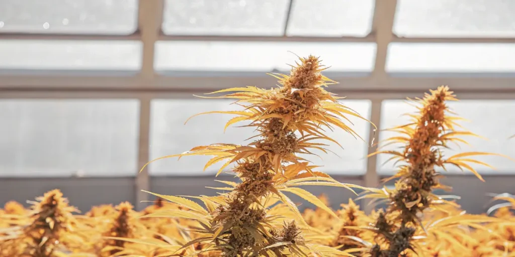 orange-tinted cannabis buds thriving under skylight indoors