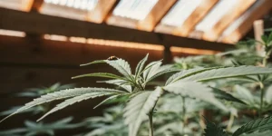 Cannabis plant with rich foliage and trichomes illuminated by sunlight in an outdoor setting