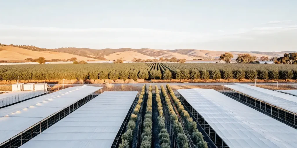 Aerial view of an expansive outdoor cannabis farm with rows of greenhouse-covered plants stretching toward the hills.