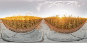 Panoramic view of a large outdoor cannabis field at sunset with rows of healthy plants.