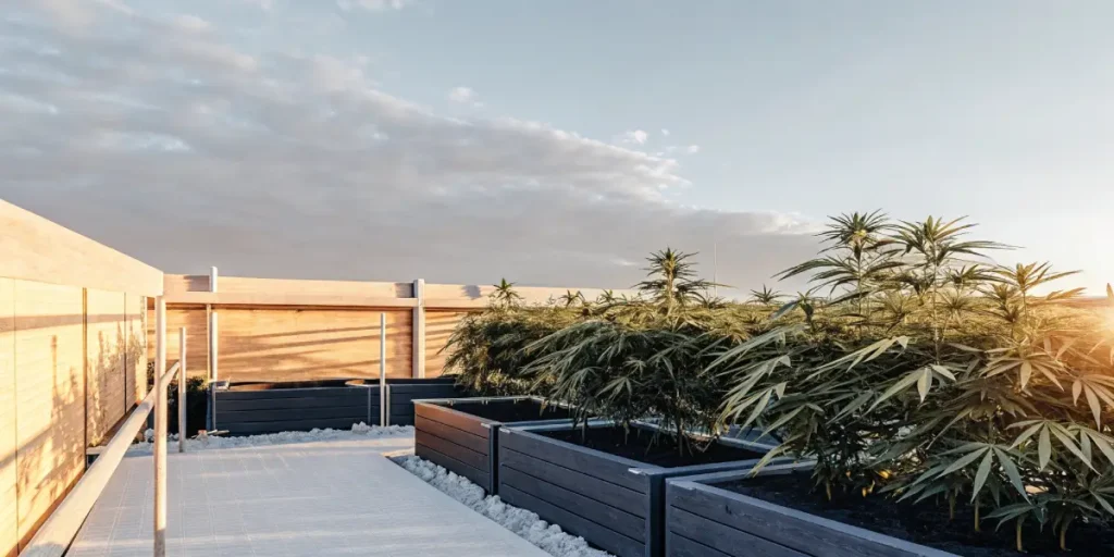 Cannabis plants growing in raised beds on a rooftop or patio garden