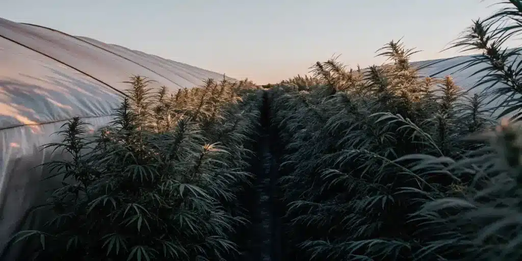 Outdoor cannabis plant reaching up toward the blue sky