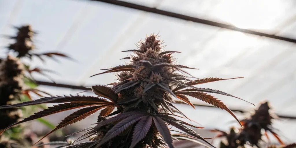 Purple cannabis bud in full bloom with vibrant leaves, backlit by greenhouse lighting.