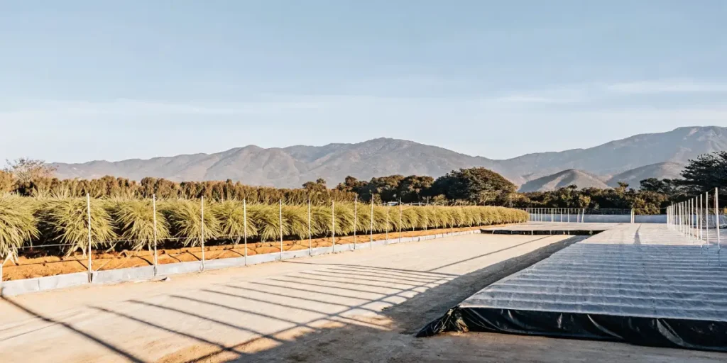 Raised cannabis planting beds in an open field with mountain views