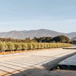 Raised cannabis planting beds in an open field with mountain views
