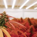 Red cannabis plant with vibrant leaves under bright indoor LED grow lights