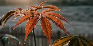 Red cannabis leaf with morning dew at sunrise