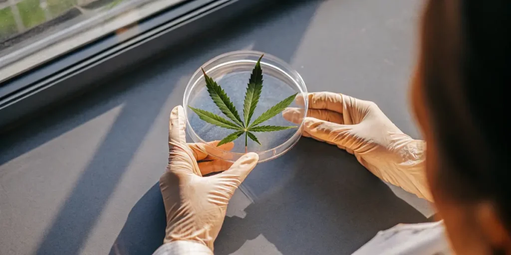 scientist wearing latex gloves analyzing cannabis leaf in a petri dish under natural light