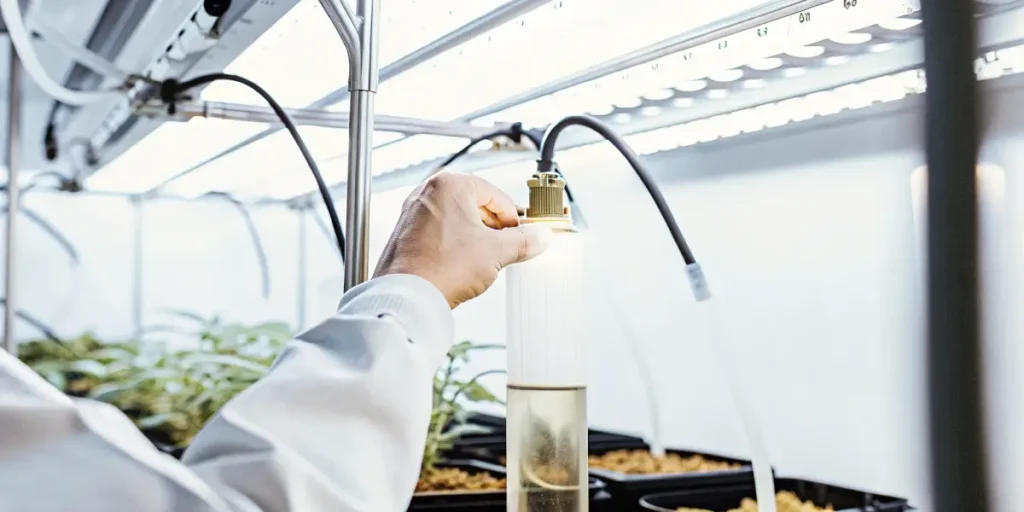 Scientist adjusting an irrigation system in a cannabis lab with LED lighting and young plants in pots.