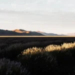 panoramic view of lavender fields at sunset with mountain backdrop and golden light