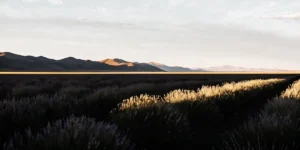 panoramic view of lavender fields at sunset with mountain backdrop and golden light