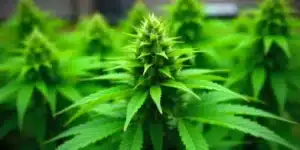 A flowering Colombian Gold Auto plant indoors.