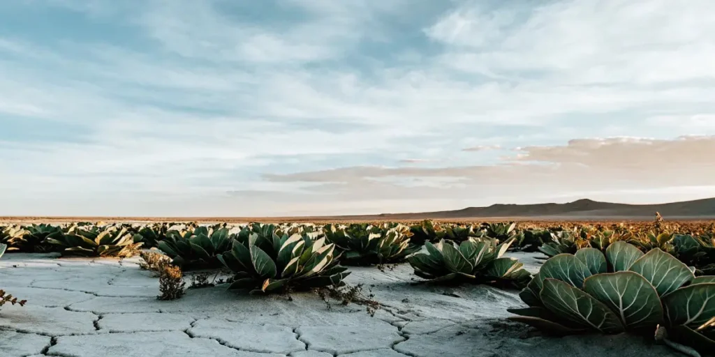 Wide-angle view of a field of mature green plants on cracked, dry ground under a vast sky.