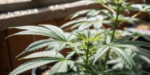 Close-up of a vibrant autoflower cannabis plant with developing buds, backlit by window light.