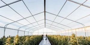 Wide-angle view of a large cannabis cultivation facility: two people standing in a central path between rows of cannabis plants, inside a greenhouse with a sunlit roof.