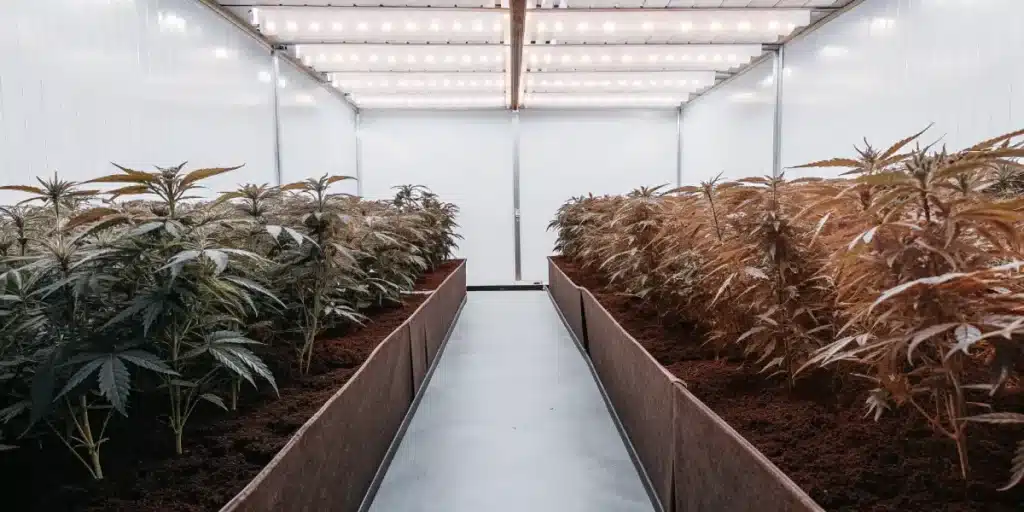 Wide-angle shot of a cannabis cultivation room with two long rows of plants under bright lights.