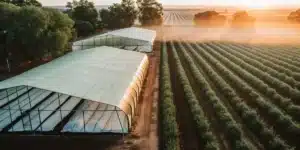 Aerial view of a sprawling cannabis farm at dawn, with two long greenhouses, rows of plants, and a gentle mist over the fields.