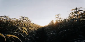 Wide-angle view of a lush cannabis field with dense plants backlit by a sunrise, with a central aisle.