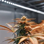 Close-up shot of a cannabis plant being watered in a sunlit greenhouse, with water droplets visible.