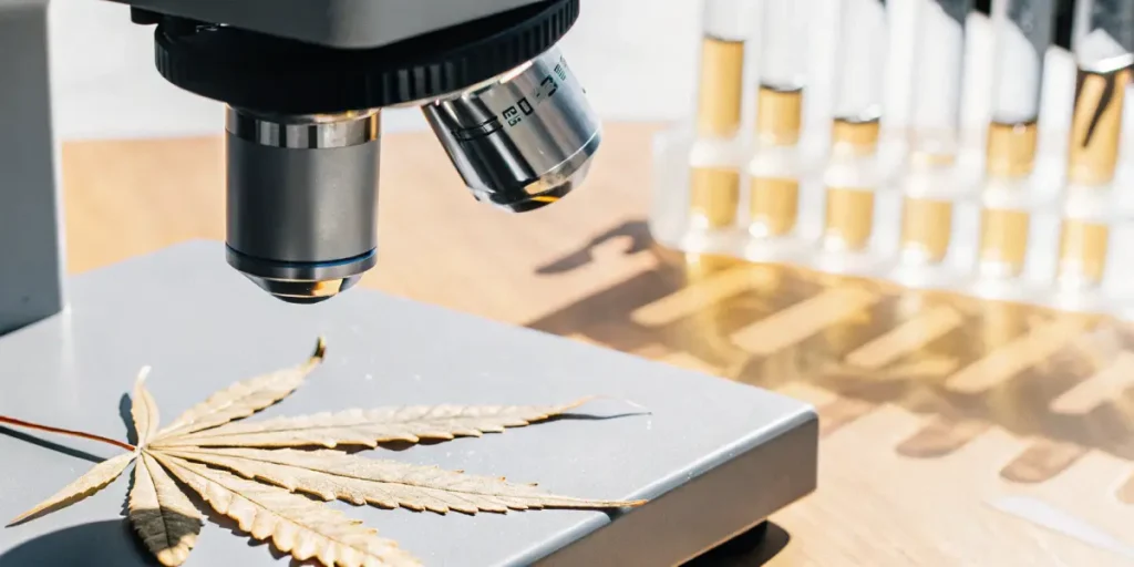 Close-up of a dry cannabis leaf with a stem, on a microscope stage for analysis, with test tubes and amber liquids in the background.