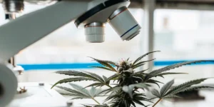 Close-up of a cannabis plant with prominent buds, positioned under the objective lens of a microscope for inspection in a laboratory setting.