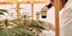 Hyper-realistic image of a researcher in a lab coat and gloves using a microscope to examine cannabis plants in a greenhouse.